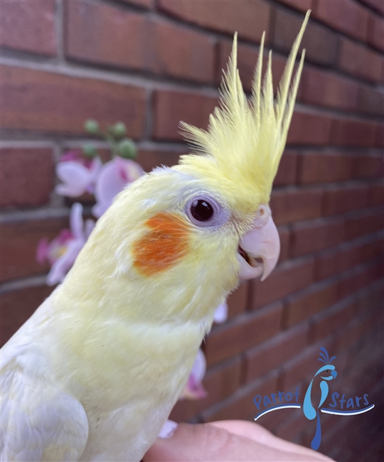 Cockatiel - Lutino - Male