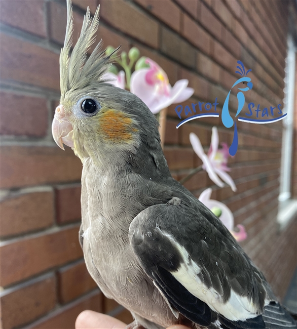 Cockatiel - Grey - Female