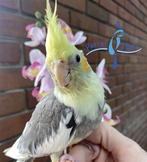 Cockatiel - Grey Pied - Male