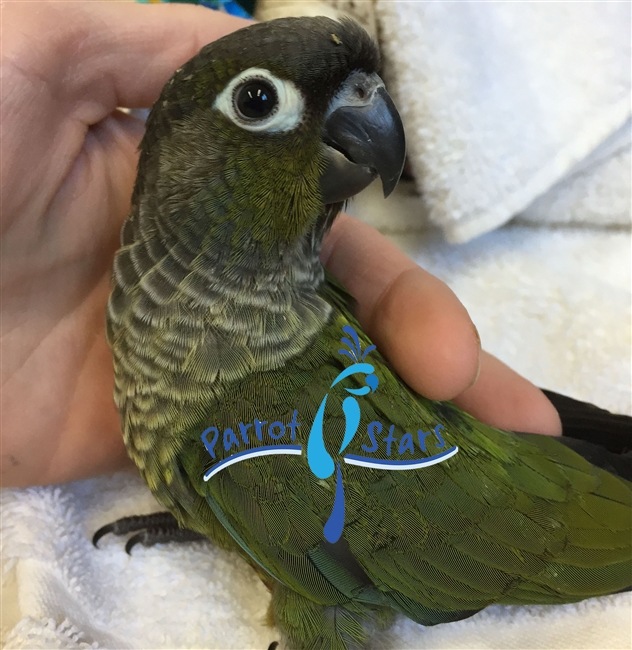 Green Cheek Conure - Normal