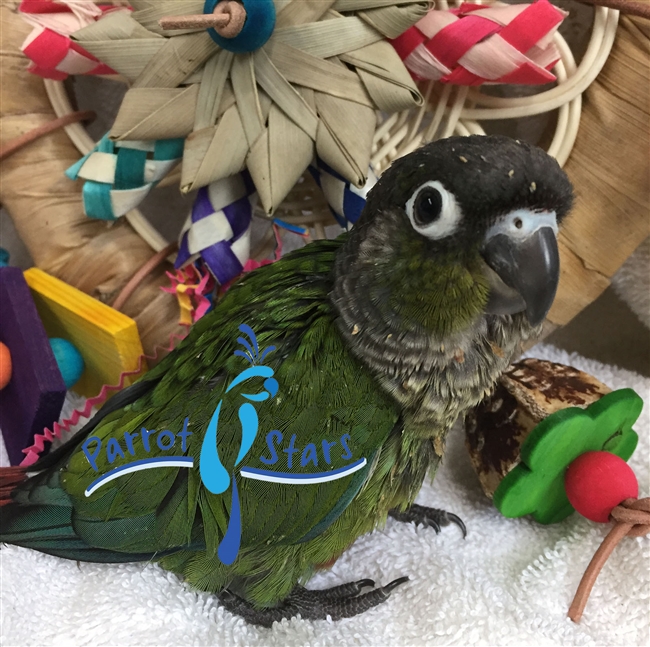 Green Cheek Conure - Normal