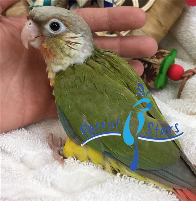 Green Cheek Conure - Pineapple