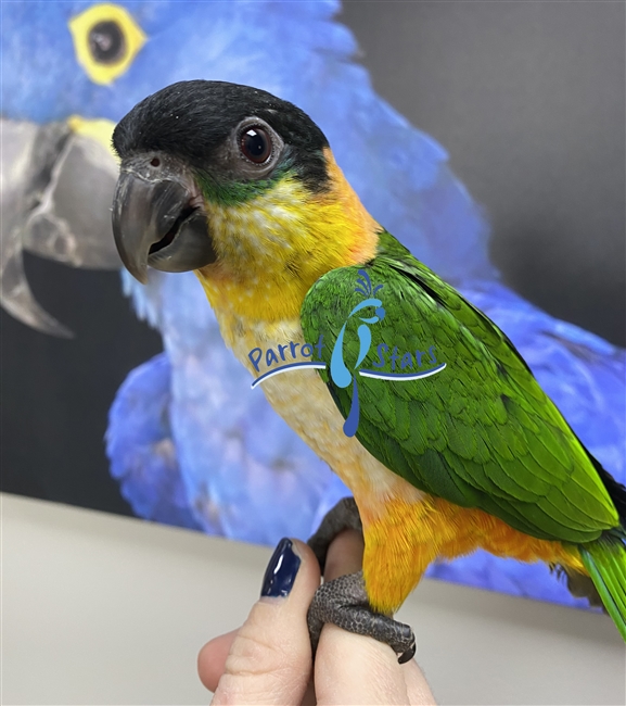 Black Headed Caique - Male