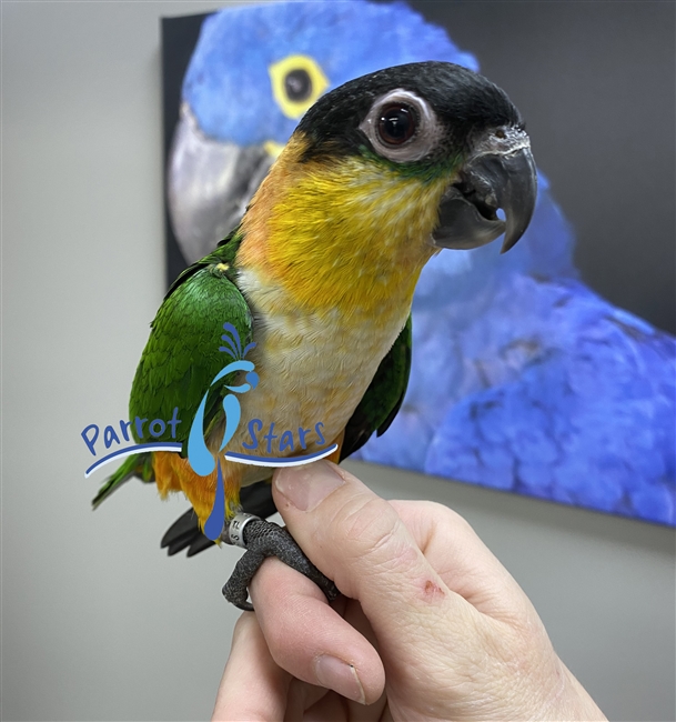 Black Headed Caique - Female