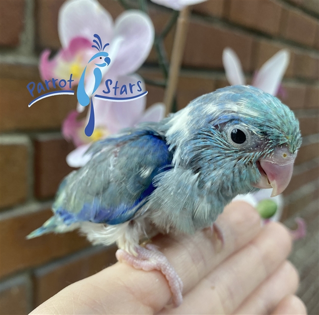 Parrotlet - Turquoise Pied - Male