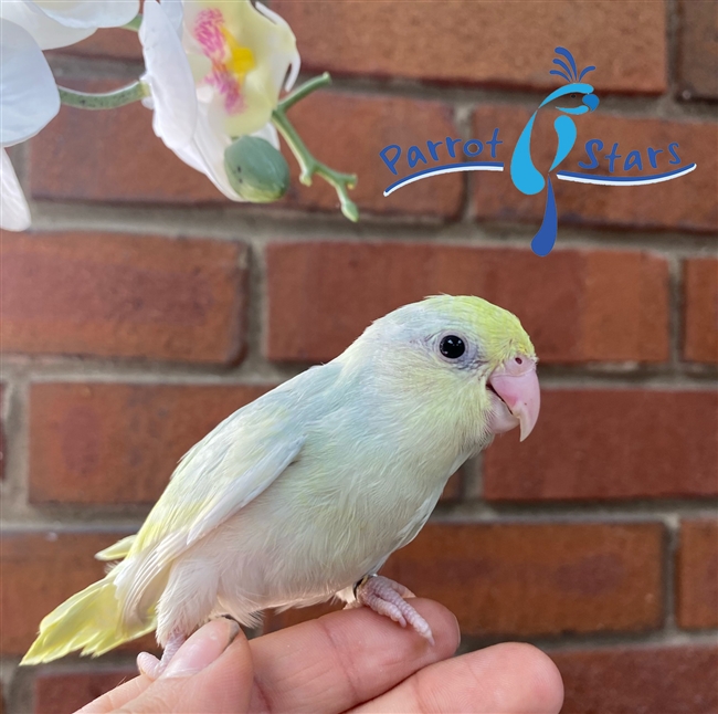 Parrotlet - Turquoise Dilute - Female