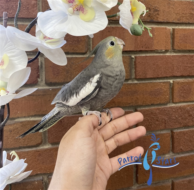 Cockatiel - Grey - Male