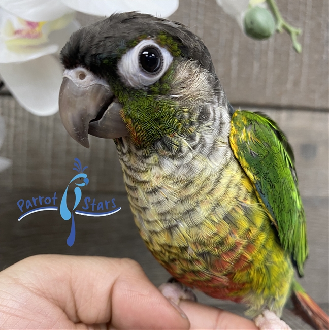 Green Cheek Conure - Yellow Sided- Male