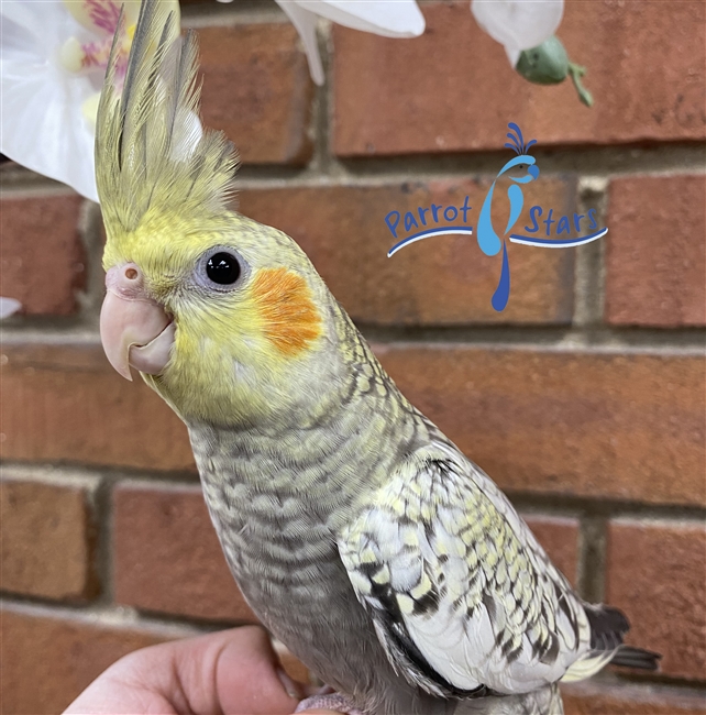 Cockatiel - Grey Pearl - Male