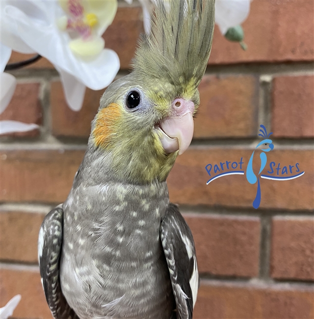 Cockatiel - Grey - Male