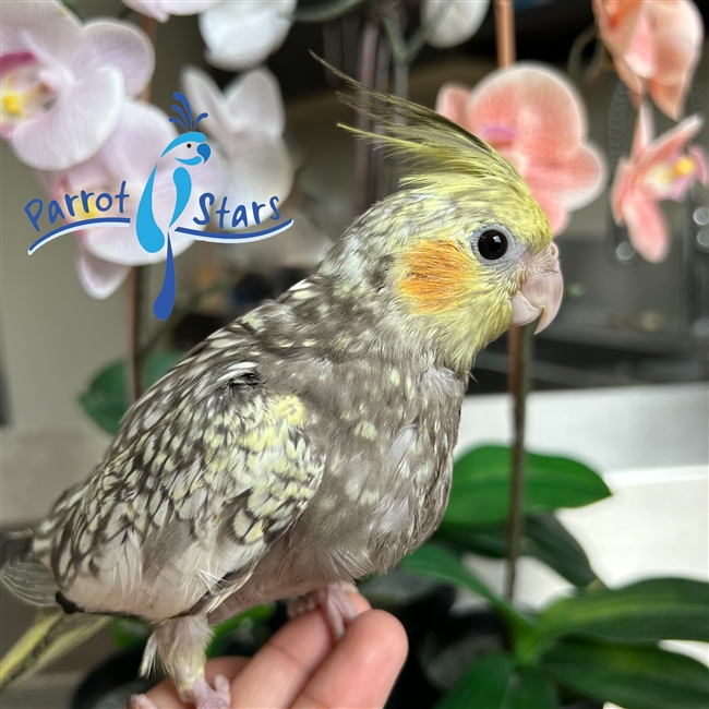 Cockatiel - Grey Pearl - Male