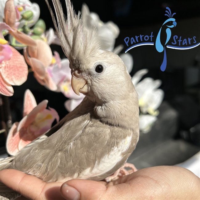 Cockatiel - White Face Cinnamon - Male