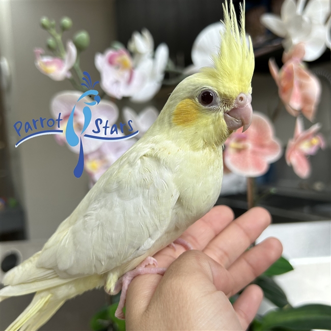 Cockatiel - Lutino - Female