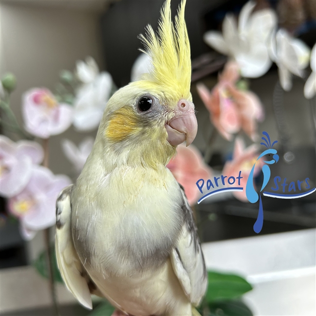 Cockatiel - Grey Pied - Male