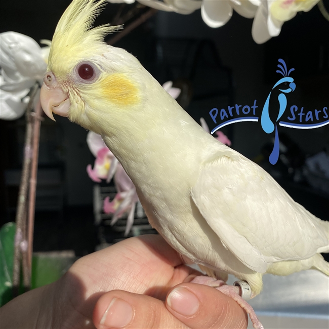 Cockatiel - Lutino - Female