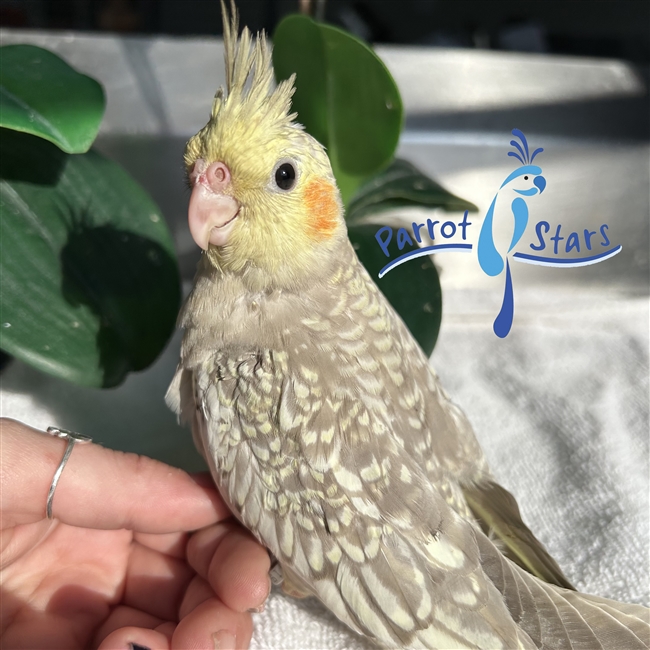 Cockatiel - Cinnamon Pearl - Female