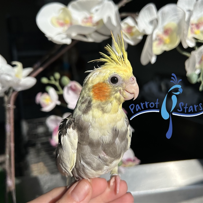 Cockatiel - Grey Pied - Female