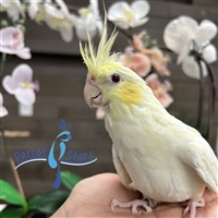 Cockatiel - Lutino - Female