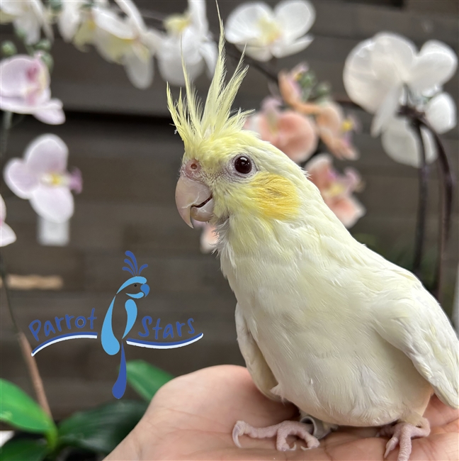 Cockatiel - Lutino - Female