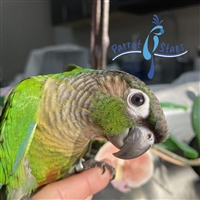 Green Cheek Conure - Normal - Male