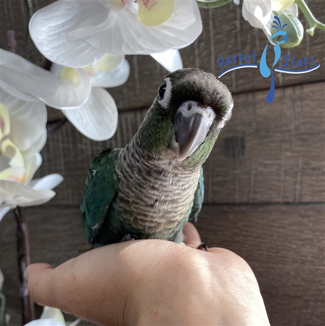 Green Cheek Conure - Turquiose - Male