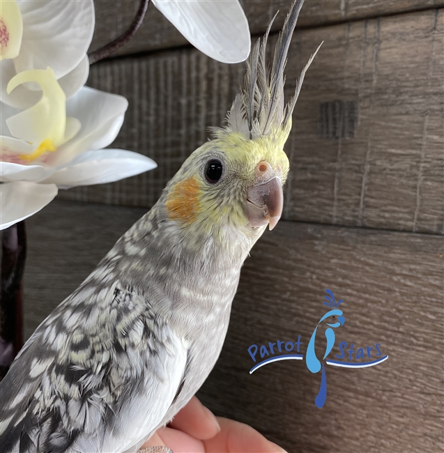 Cockatiel - Grey Pearl - Female