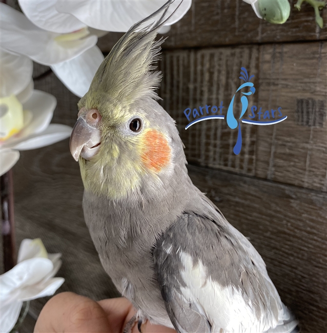 Cockatiel - Grey - Male