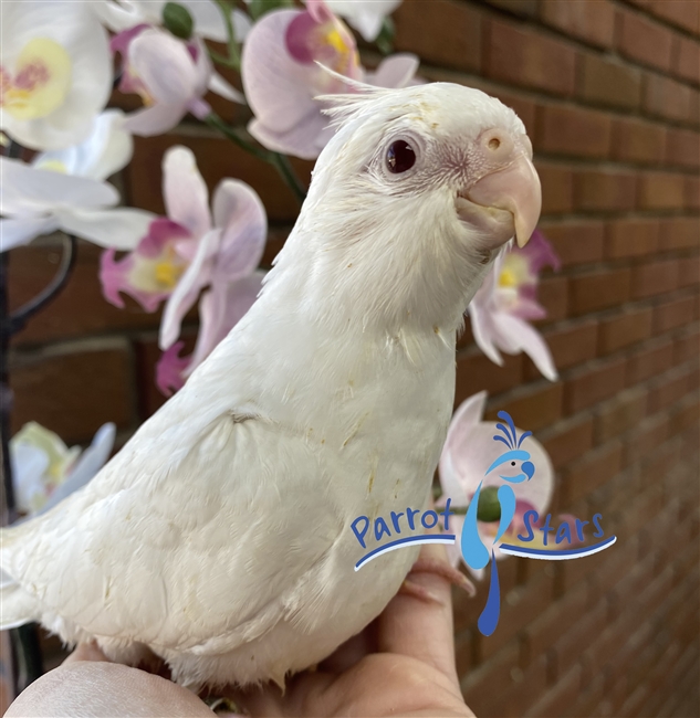 Cockatiel - Albino - Female