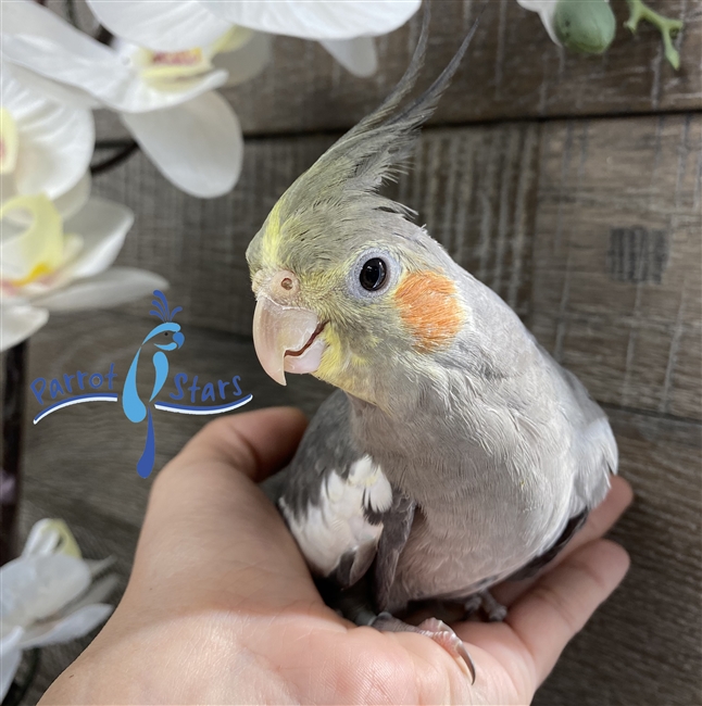 Cockatiel - Grey - Male