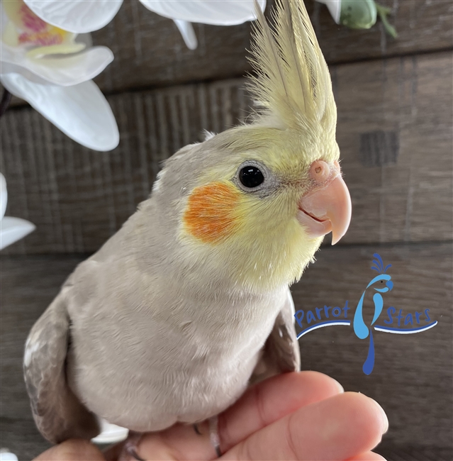 Cockatiel - Cinnamon - Male