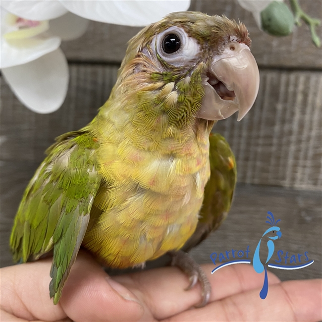 Green Cheek Conure - Cinnamon - Male