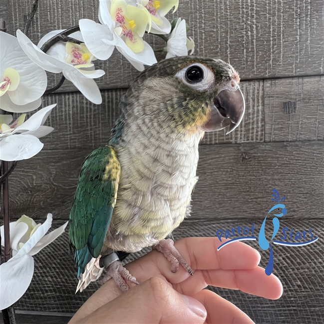 Green Cheek Conure - Turquoise Yellow Sided- Male