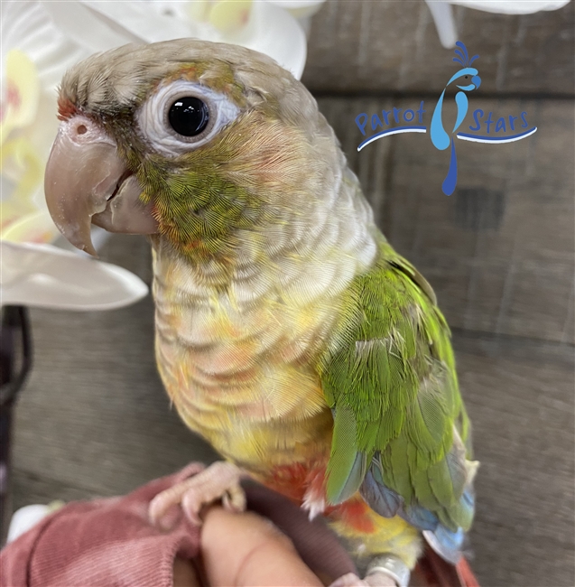 Green Cheek Conure - Pineapple - Female