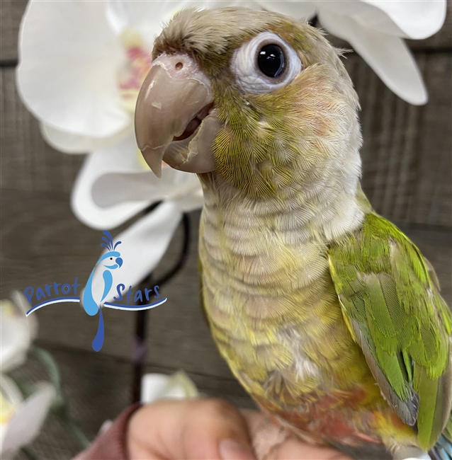 Green Cheek Conure - Cinnamon - Male