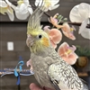 Cockatiel - Grey Pearl - Female