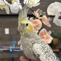 Cockatiel - Grey Pearl - Female