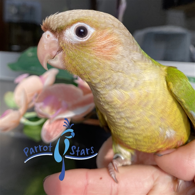 Green Cheek Conure - Cinnamon - Male