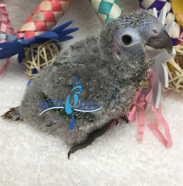 Green Cheek Conure - Normal