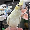 Cockatiel - Lutino - Female