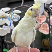 Cockatiel - Lutino - Female