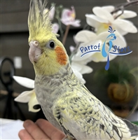 Cockatiel - Grey Pearl - Female