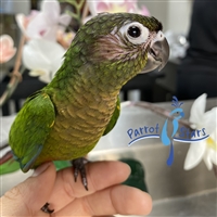 Green Cheek Conure - Normal - Male