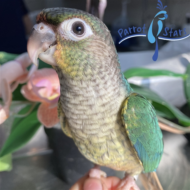 Green Cheek Conure - Turquoise Yellow Side - Female