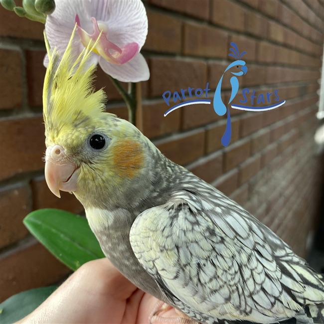 Cockatiel - Grey Pearl - Female