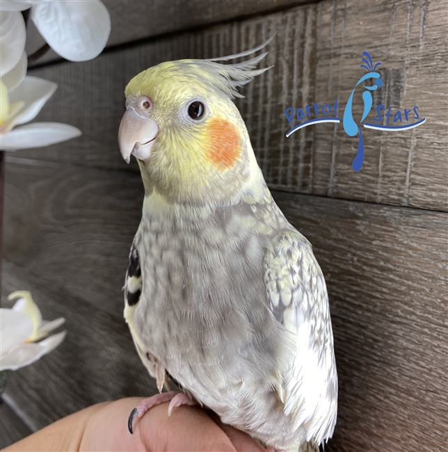 Cockatiel - Grey Pearl - Female