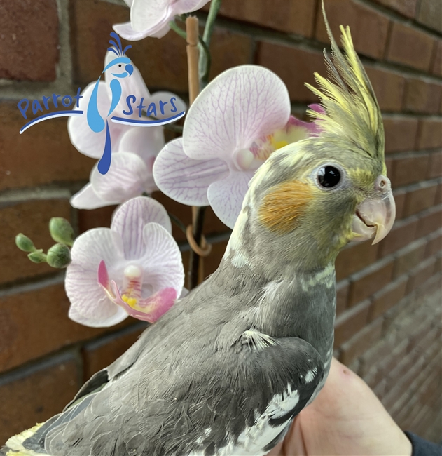 Cockatiel - Grey - Male