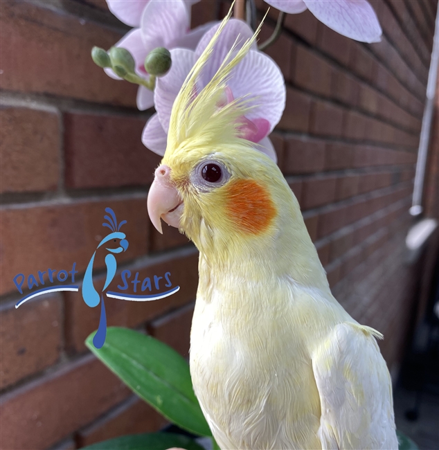 Cockatiel - Lutino - Female