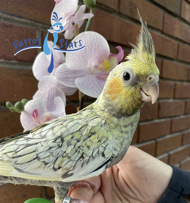 Cockatiel - Grey Pearl - Female