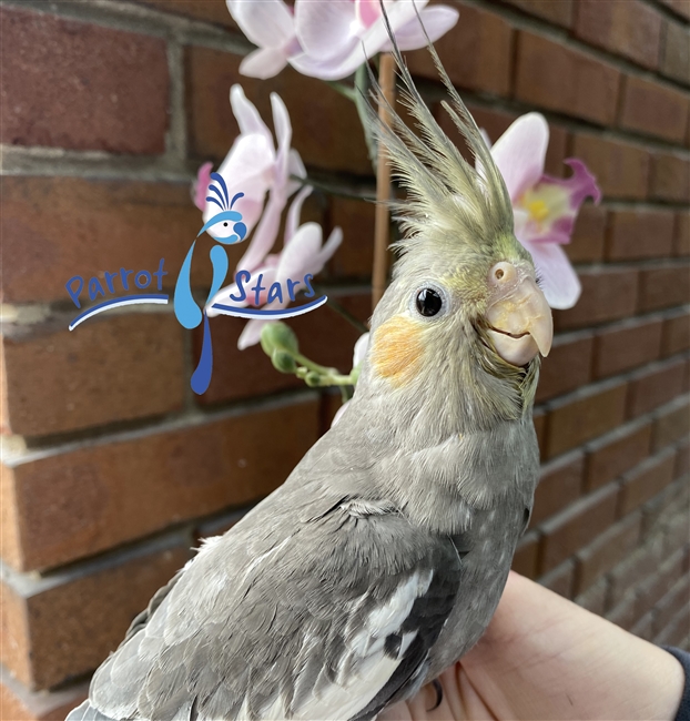 Cockatiel - Grey - Female