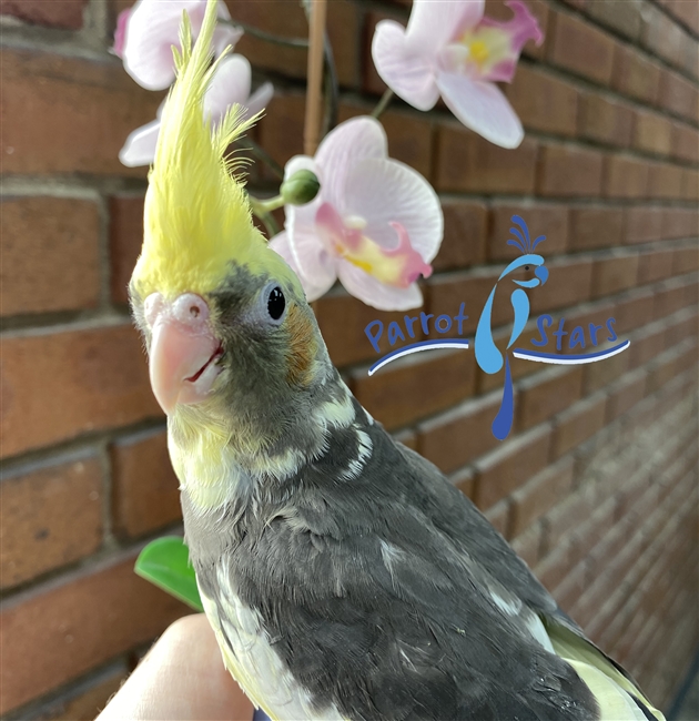 Cockatiel - Grey Pied - Female